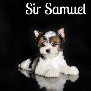 Samuel Biewer Puppy