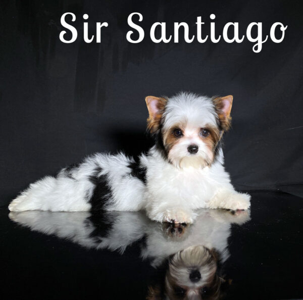 Santiago Biewer Puppy