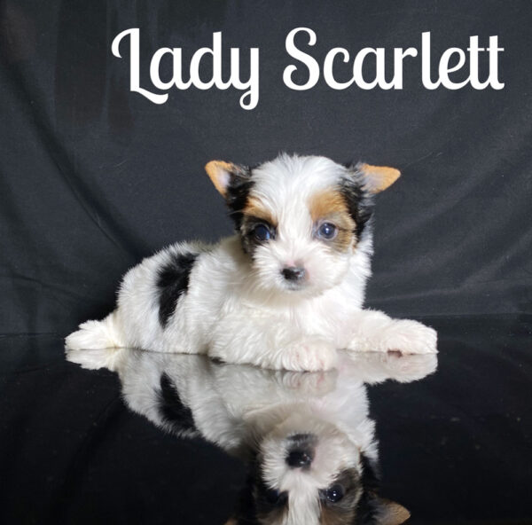 Biewer Puppy Scarlett