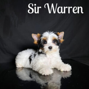Warren Biewer Puppy