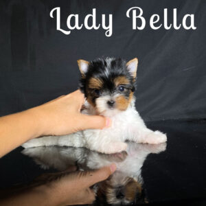 Bella Biewer Puppy