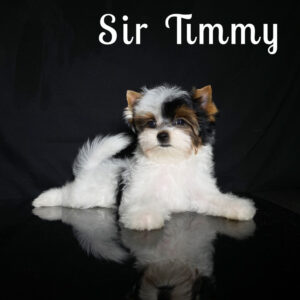 Biewer Puppy Timmy