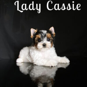 Cassie Biewer Puppy