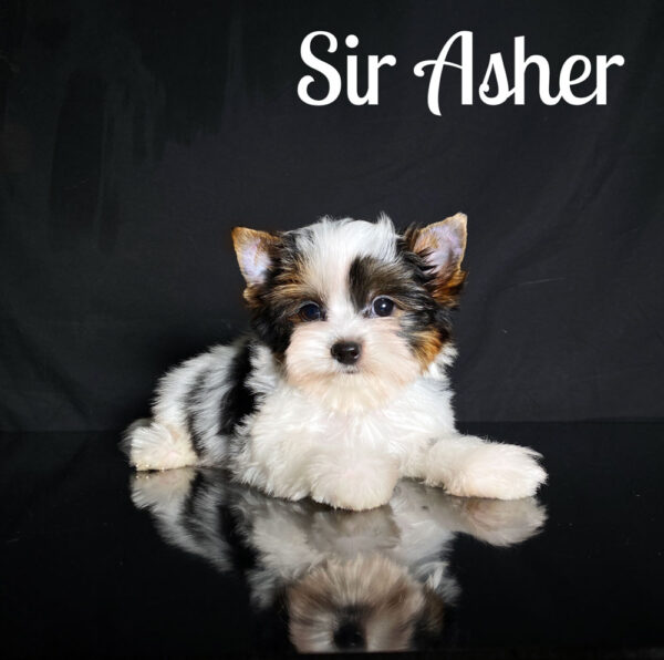 Asher Biewer Puppy
