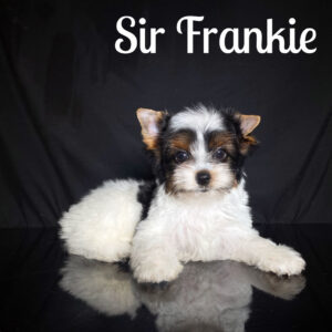 Frankie Biewer Puppy