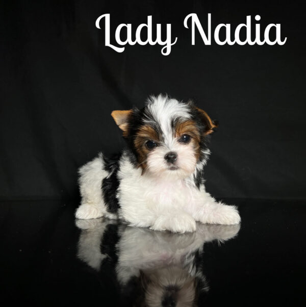 Nadia Biewer Puppy