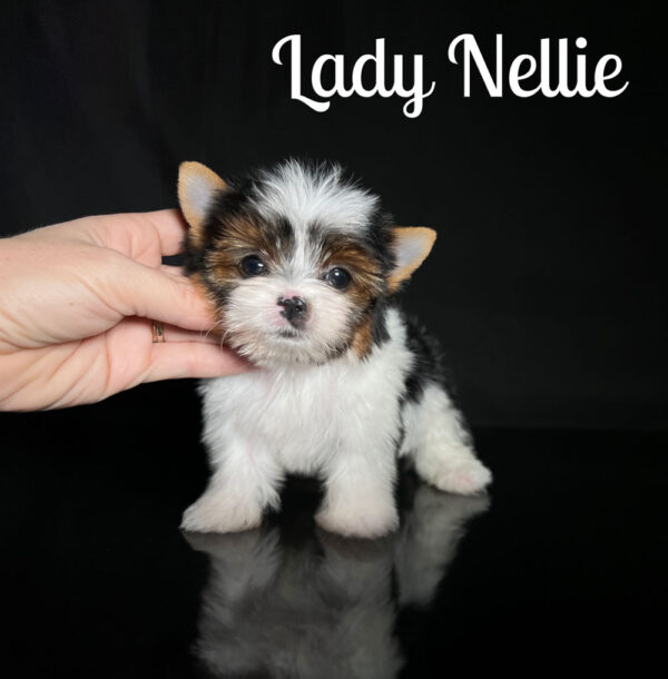 Nellie Biewer Puppy