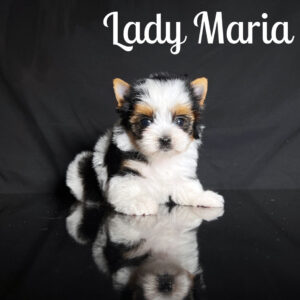 Maria Biewer Puppy