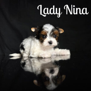 Nina Biewer Puppy