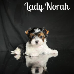 Norah Biewer Puppy