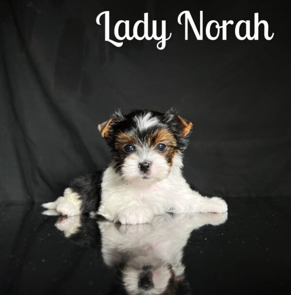 Norah Biewer Puppy
