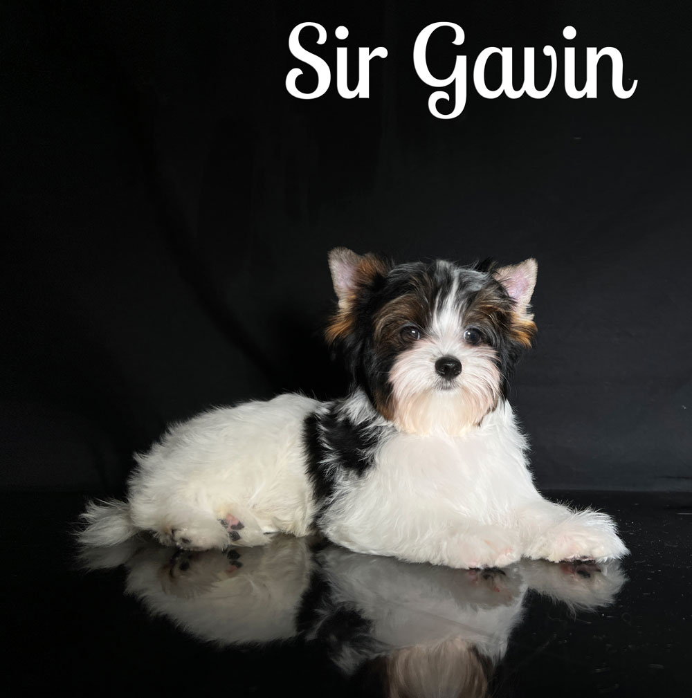 Gavin Biewer Puppy