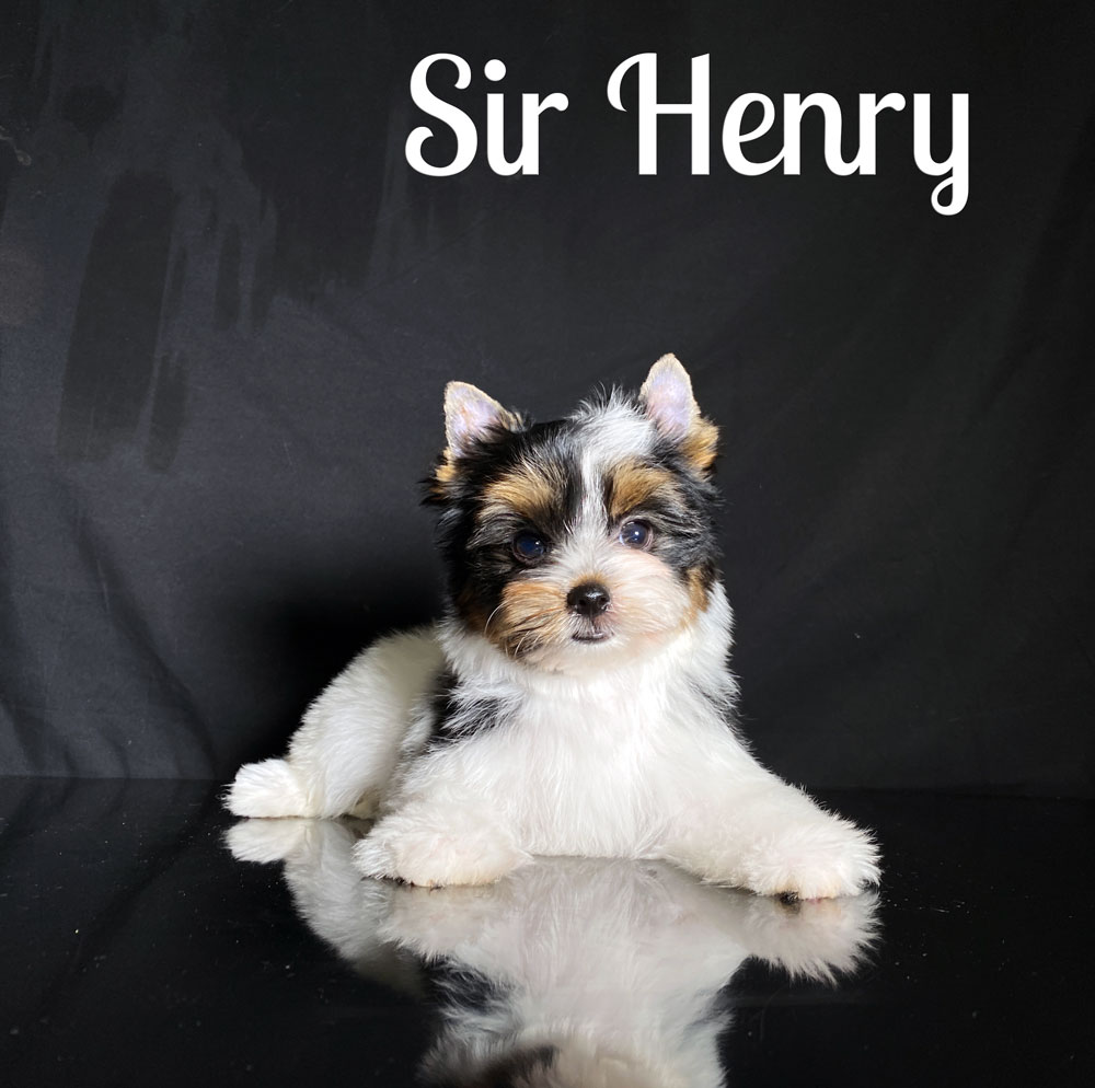 Henry Biewer Puppy