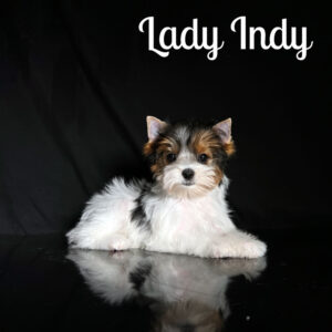 Indy Biewer Puppy