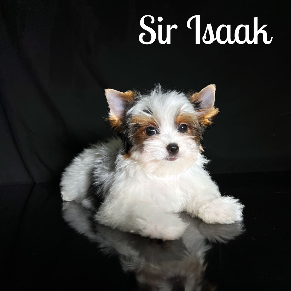 Isaak Biewer Puppy