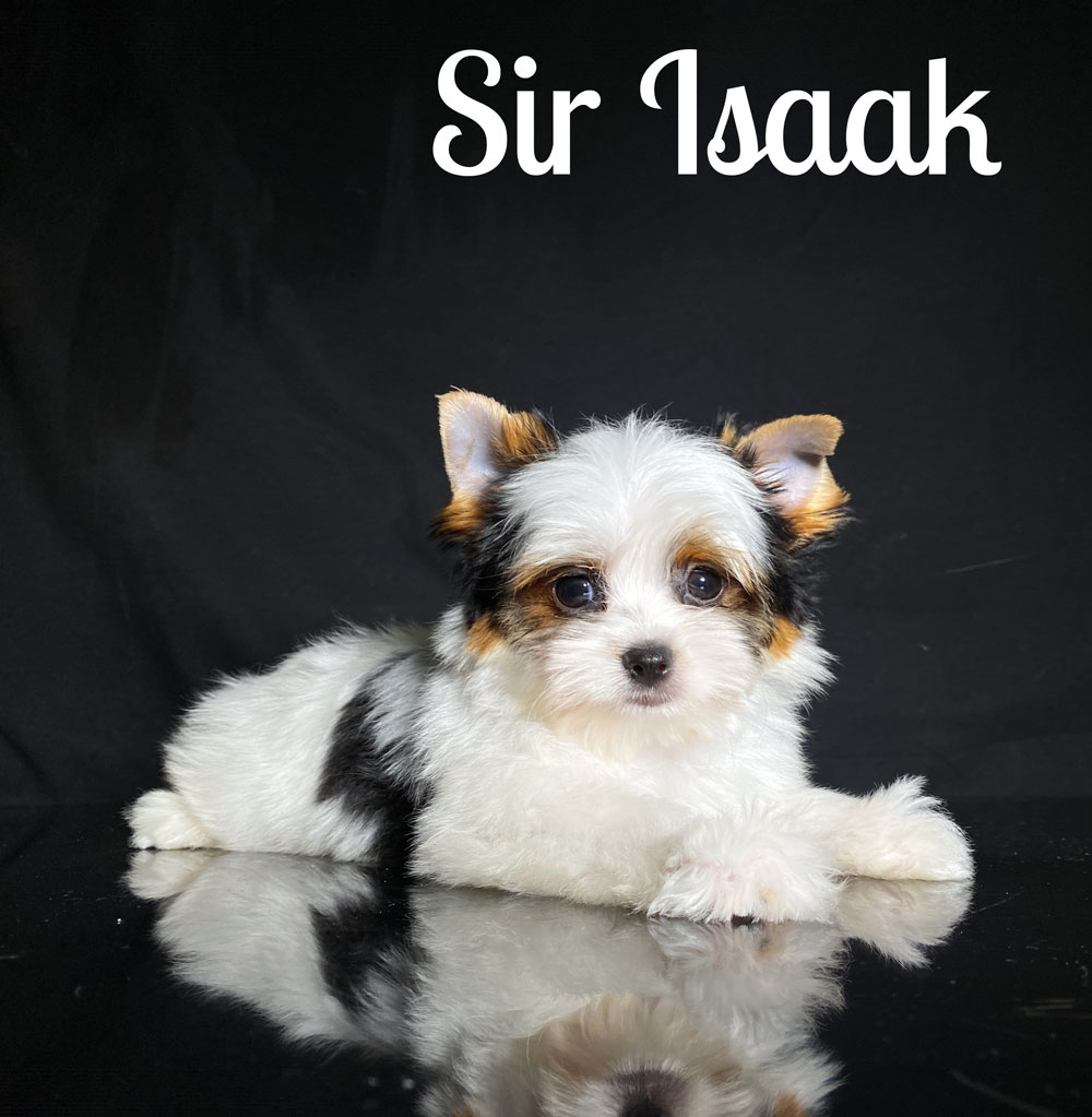 Biewer Puppy Isaak