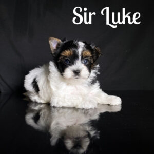 Biewer Puppy Sir Luke