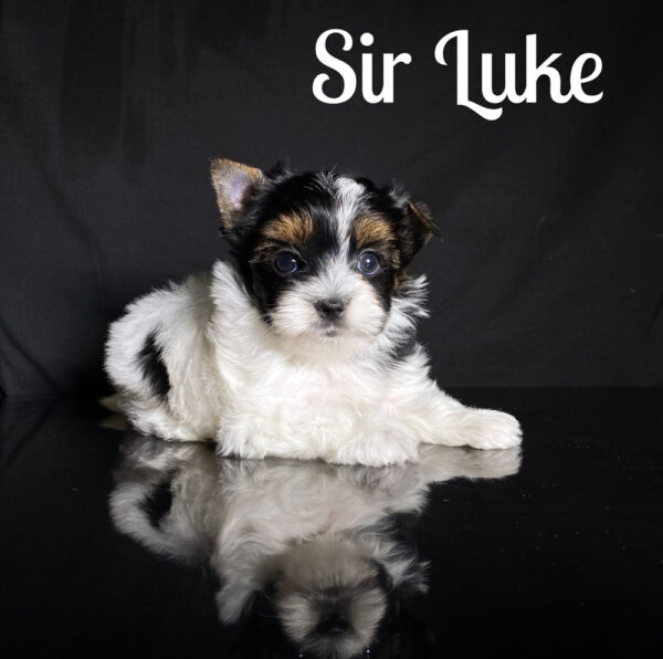 Biewer Puppy Sir Luke