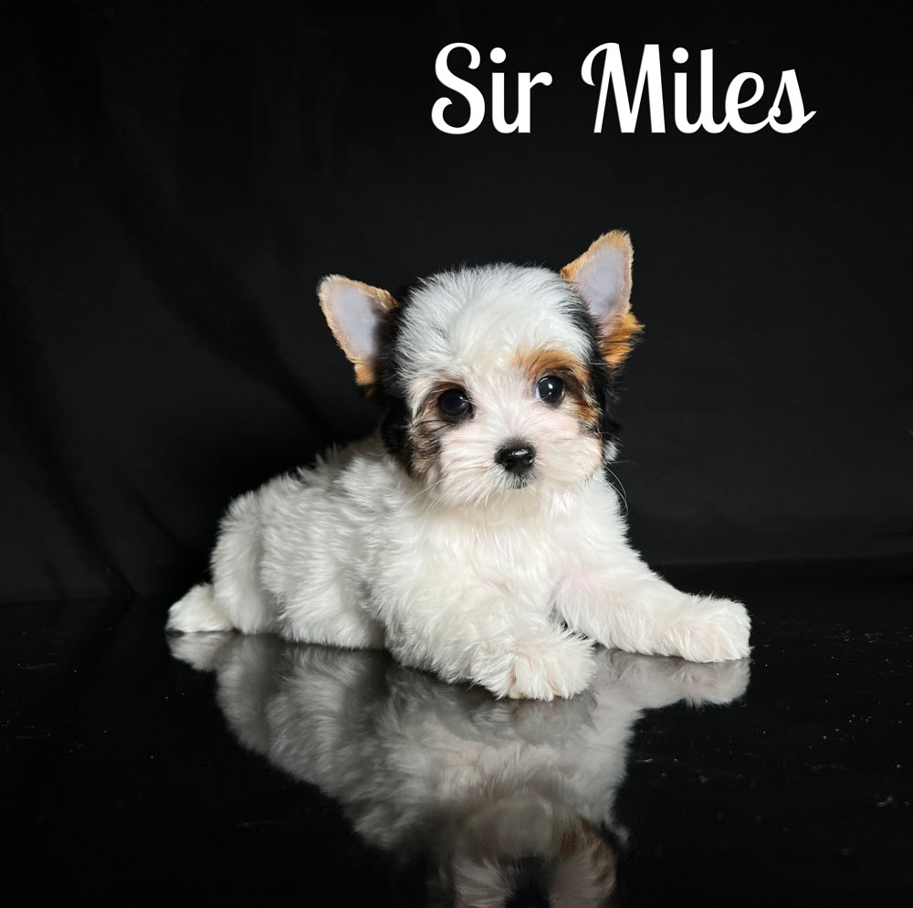 Miles Biewer Puppy