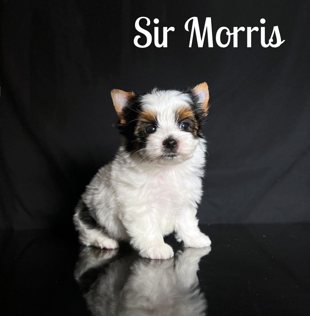 Morris Biewer Puppy