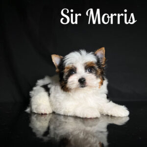 Biewer Puppy Morris