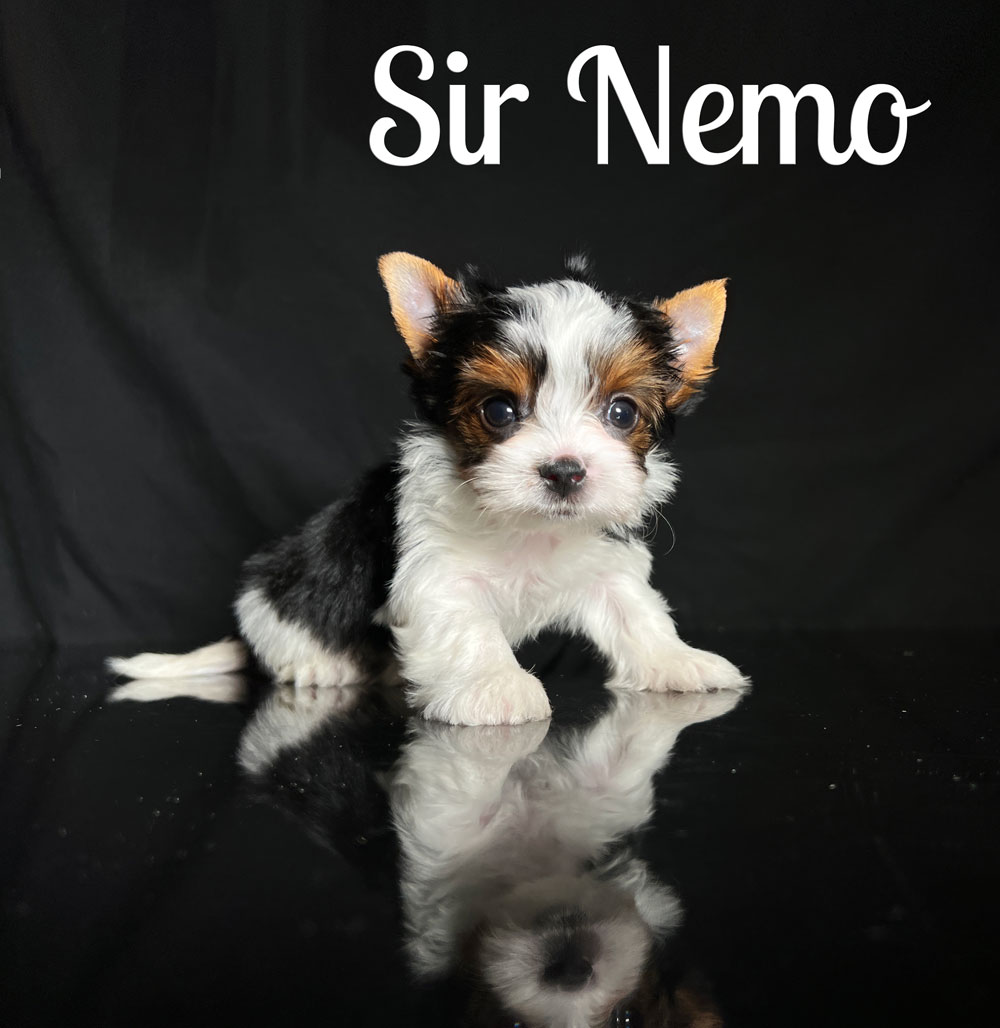 Biewer Puppy Nemo
