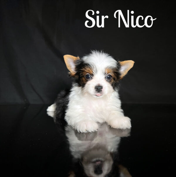 Nico Biewer Puppy