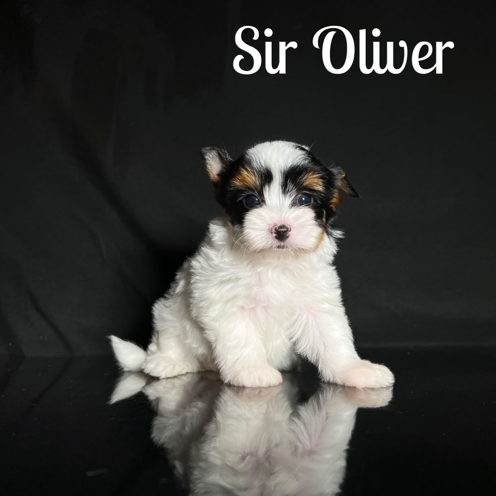 Oliver Biewer Puppy