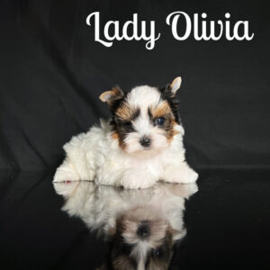 Olivia Biewer Puppy