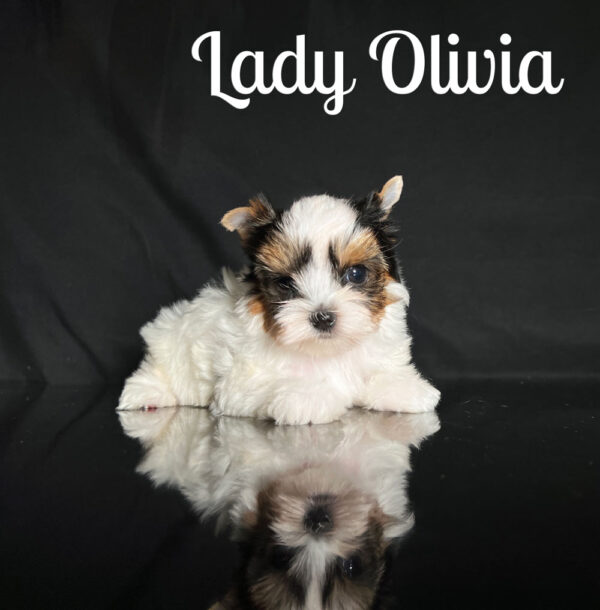 Olivia Biewer Puppy
