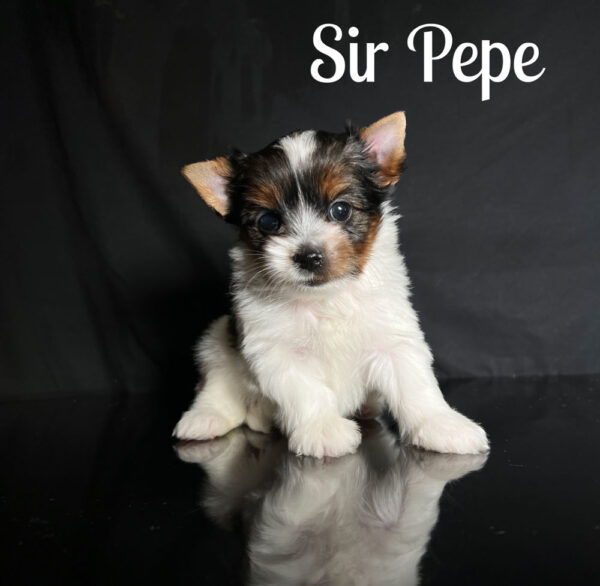 Biewer Puppy Pepe