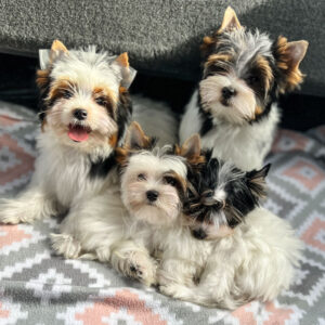 Make a Partial Payment