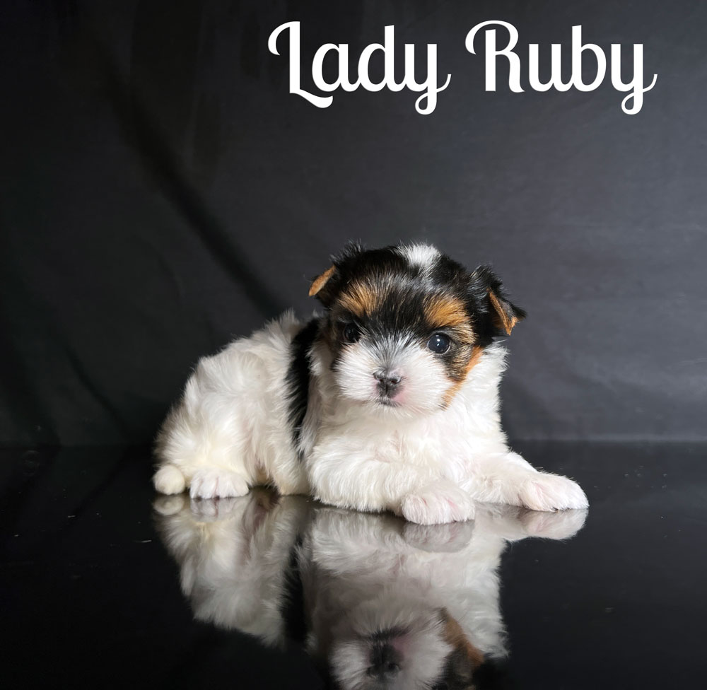 Rubi Biewer Puppy