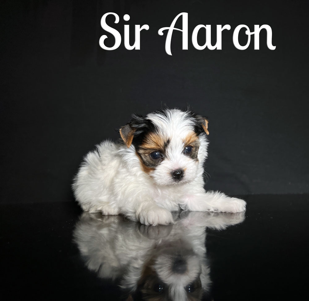 Aaron Biewer Puppy