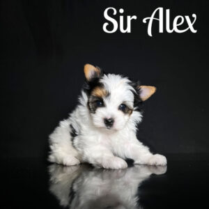 Alex Biewer Puppy