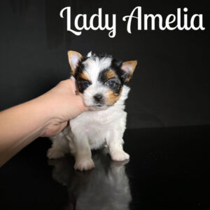 Amelia Biewer Puppy