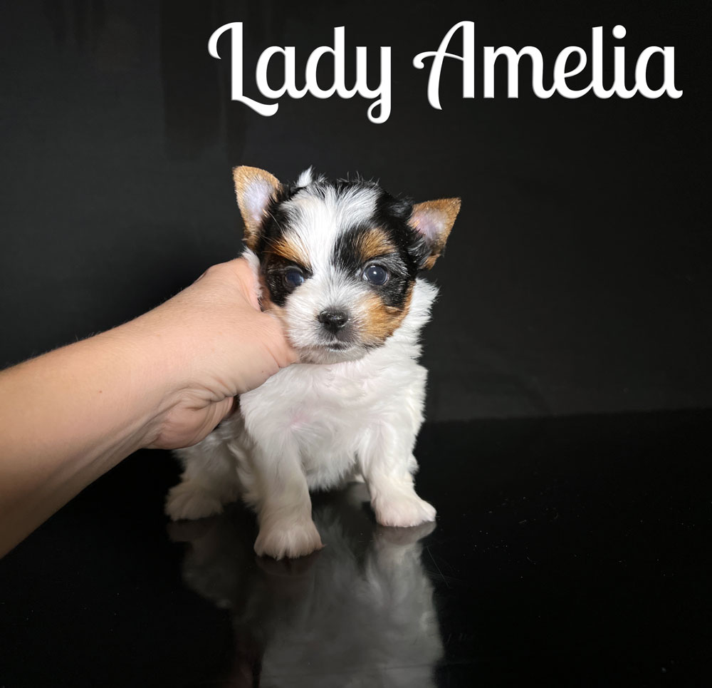 Amelia Biewer Puppy
