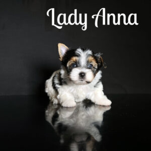 Anna Biewer Puppy