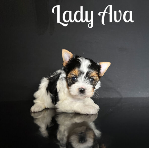 Ava Biewer Puppy