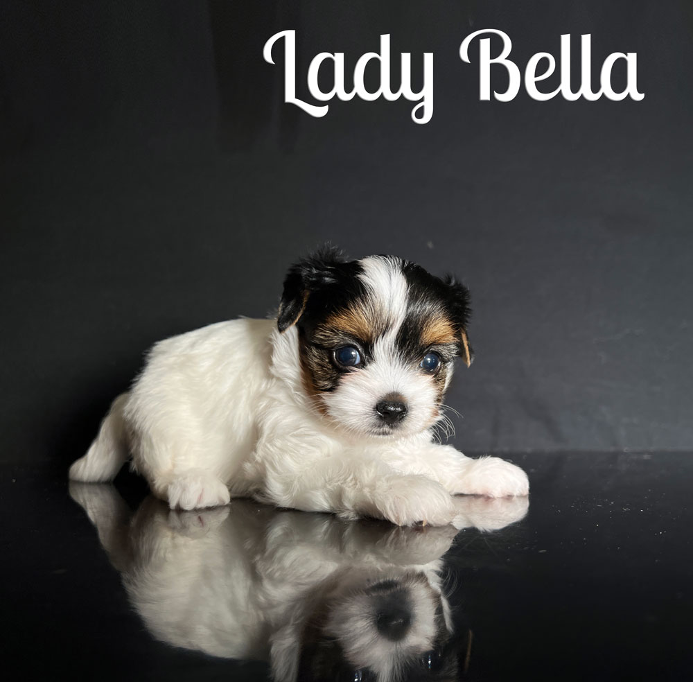 Bella Biewer Puppy