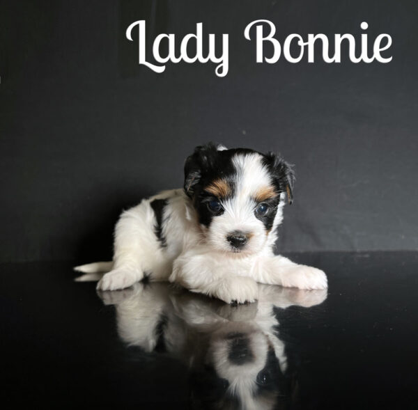 Bonnie Biewer Puppy