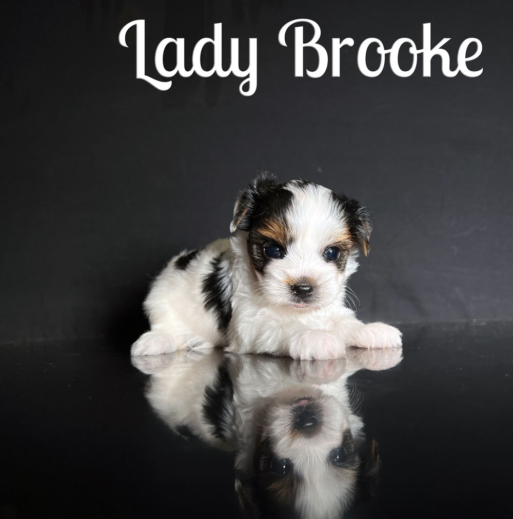 Brooke Biewer Puppy