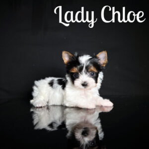 Chloe Mini Biewer Terrier