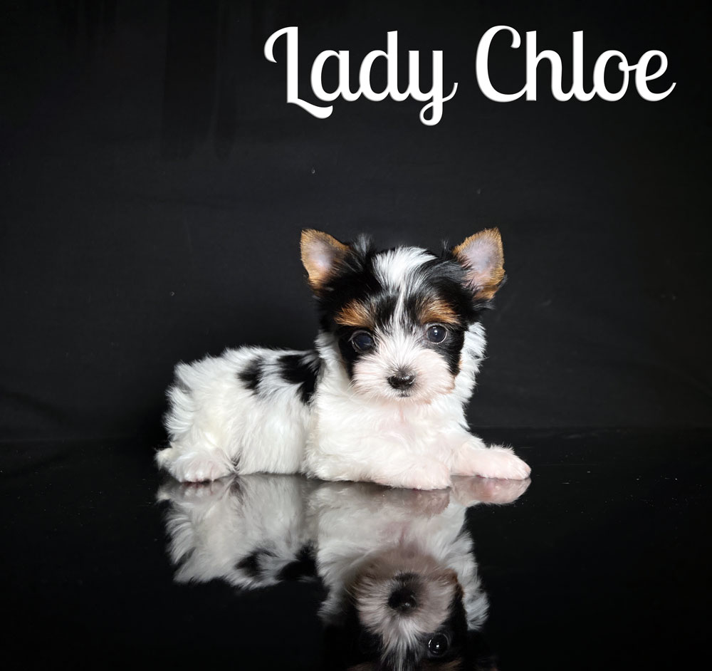Chloe Mini Biewer Terrier