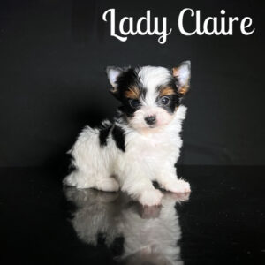 Claire Biewer Puppy