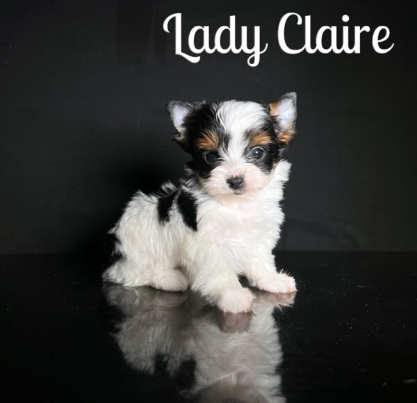 Claire Biewer Puppy