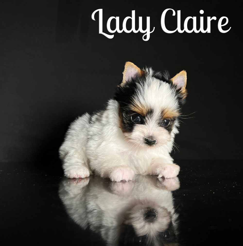 Clair Biewer Puppy