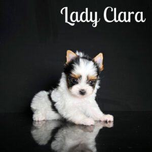 Clara Biewer Puppy
