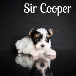 Cooper Biewer Puppy