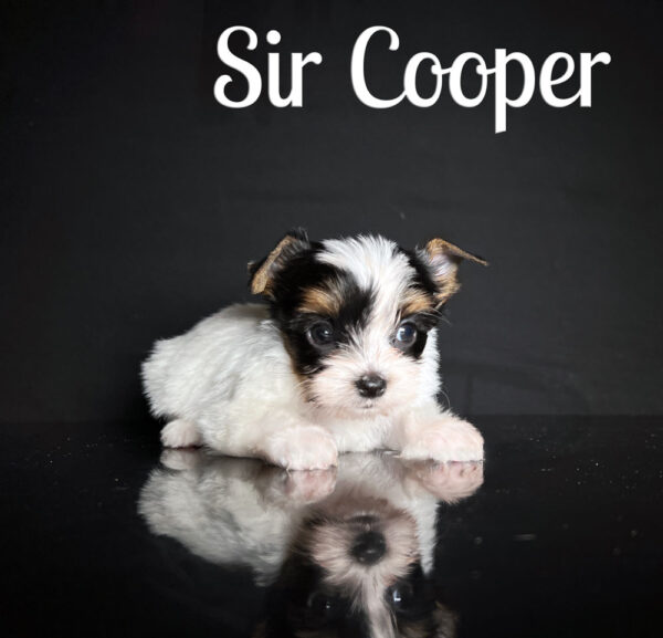 Cooper Biewer Puppy